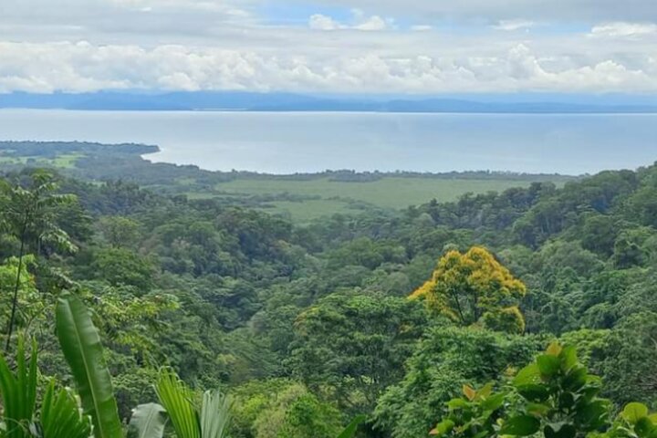 4 Hour Private Guided Tour in Osa Jungle