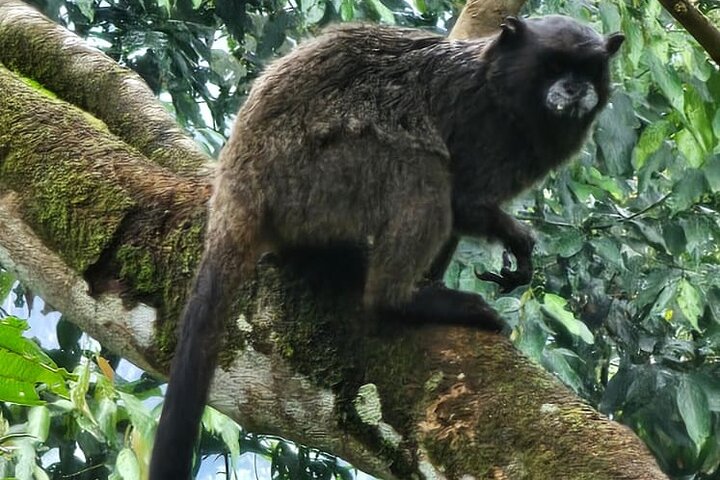 Amazon Jungle & Baños Adventure City: 4 Days of Nature & Wildlife