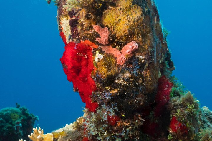 4-hour snorkel cruise to Underwater Sculptures with boat dogs