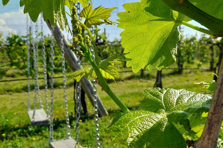 2 Guests Private Prosecco Road Tour All Inclusive from Conegliano