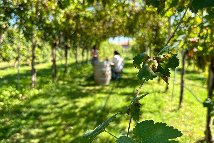 2 Guests Private Prosecco Road Tour All Inclusive from Conegliano
