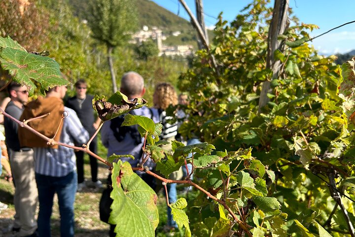 2 Guests Private Prosecco Road Tour All Inclusive from Conegliano