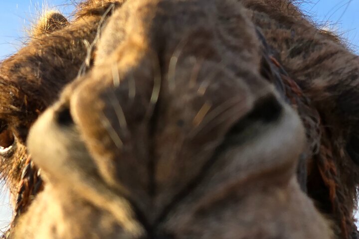 Explore Tangier: Cape Espartel, caves and camel ride.