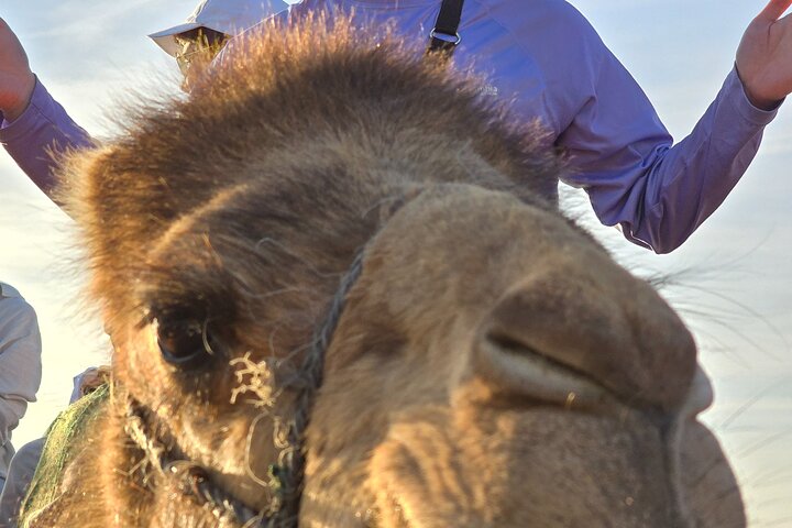 Explore Tangier: Cape Espartel, caves and camel ride.