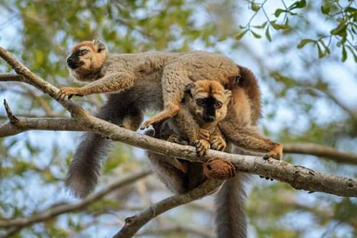 Morondava, Tsingy and Baobabs Tour - 4 days