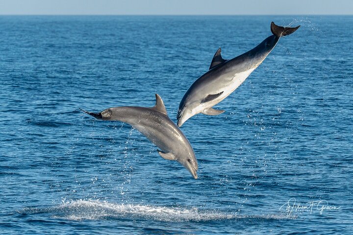 Dolphin Watching Excursion in Gibraltar