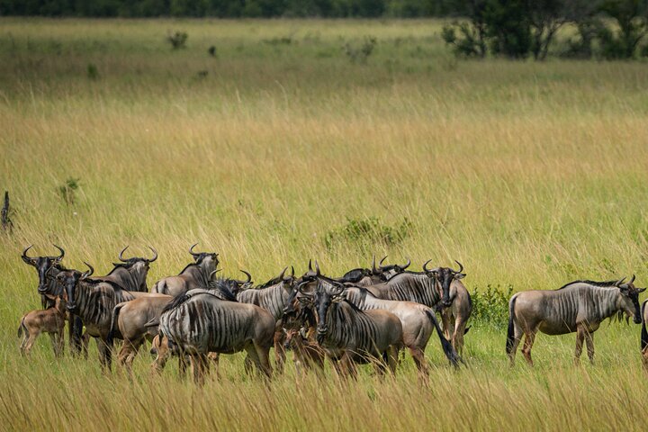 1-Day Mikumi National Park Fly-In Safari from Zanzibar