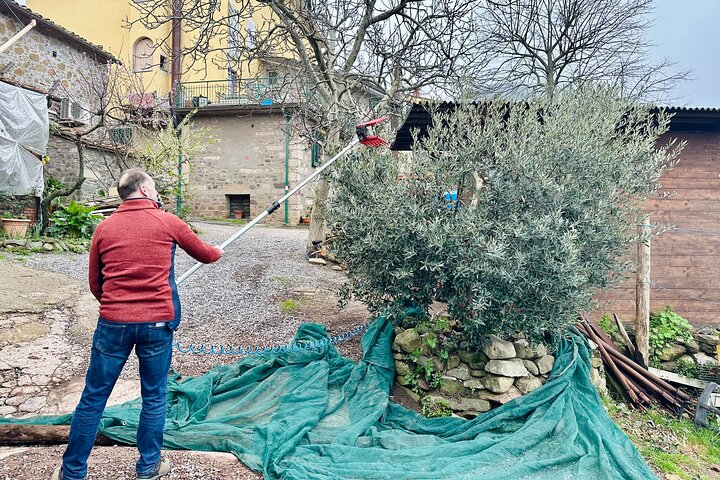 Guided tours of the olive grove with oil tasting.