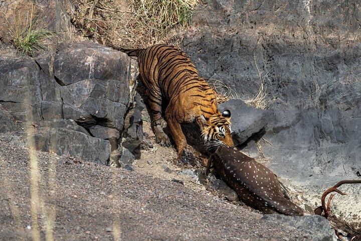 From Jaipur: 2 Days Private Tour of Ranthanbore Tigers Safari