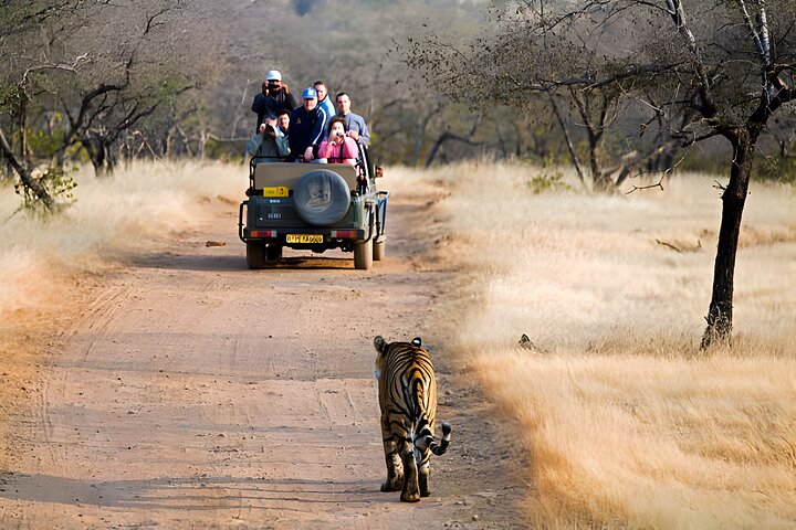 From Jaipur: 2 Days Private Tour of Ranthanbore Tigers Safari