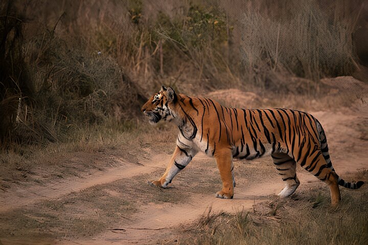 From Jaipur: 2 Days Private Tour of Ranthanbore Tigers Safari