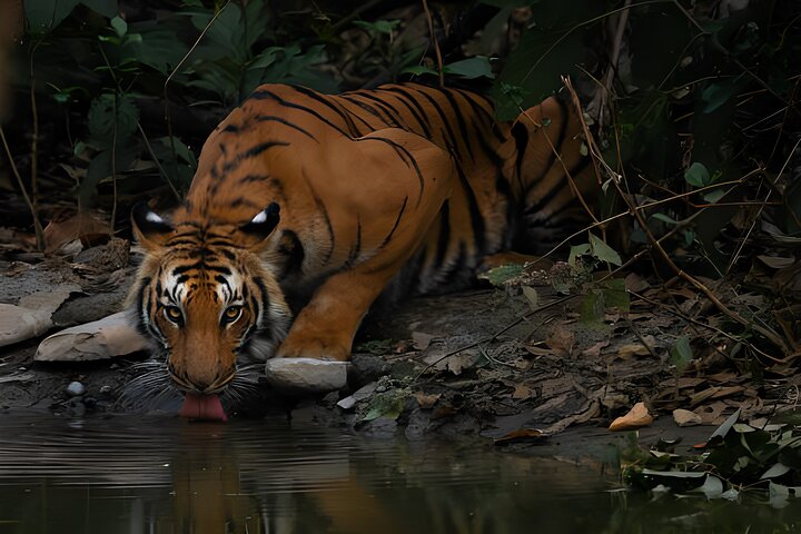 From Jaipur: 2 Days Private Tour of Ranthanbore Tigers Safari