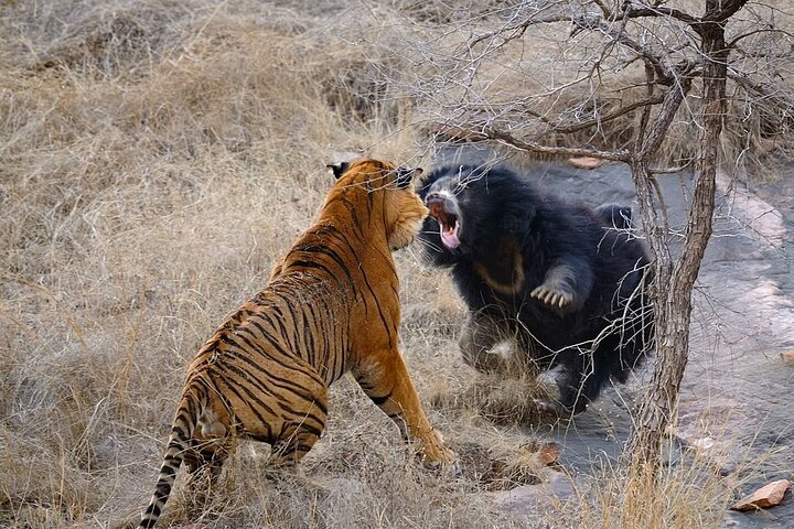 From Jaipur: 2 Days Private Tour of Ranthanbore Tigers Safari