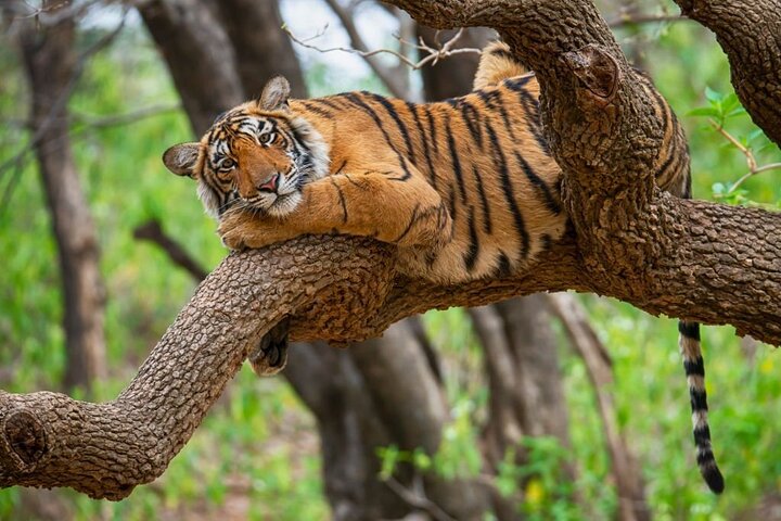 From Jaipur: 2 Days Private Tour of Ranthanbore Tigers Safari