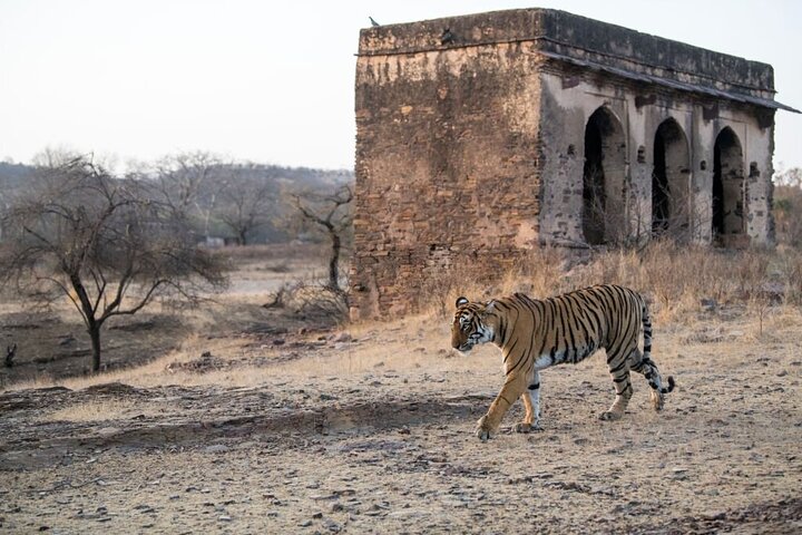 From Jaipur: 2 Days Private Tour of Ranthanbore Tigers Safari