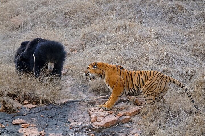From Jaipur: 2 Days Private Tour of Ranthanbore Tigers Safari