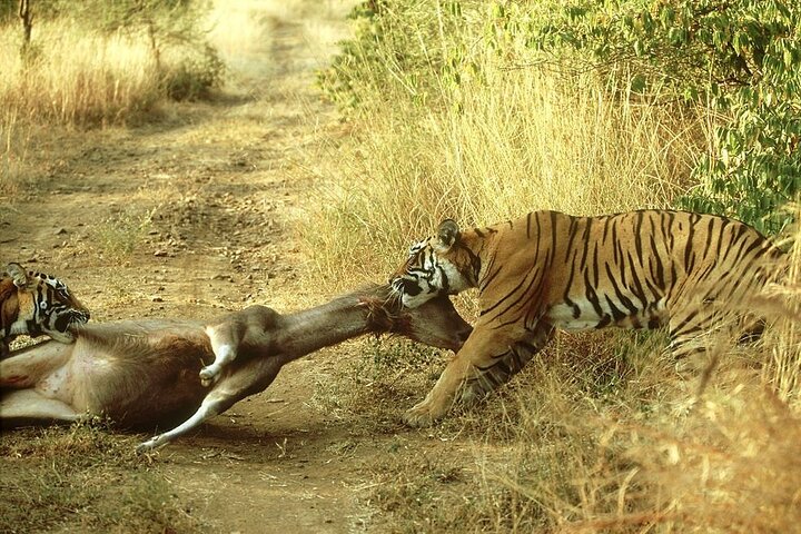 From Jaipur: 2 Days Private Tour of Ranthanbore Tigers Safari