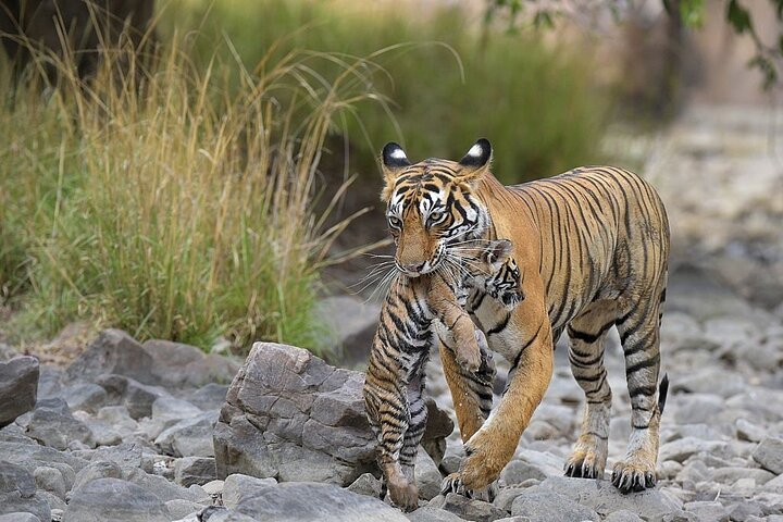 From Jaipur: 2 Days Private Tour of Ranthanbore Tigers Safari