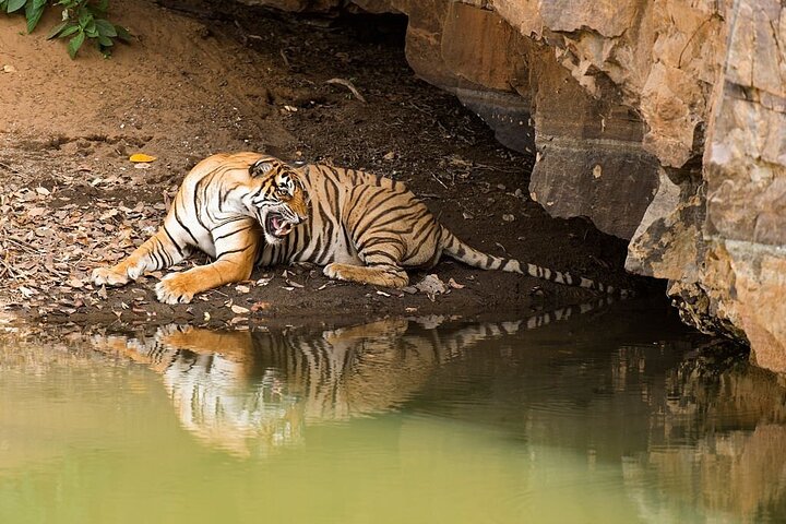 From Jaipur: 2 Days Private Tour of Ranthanbore Tigers Safari