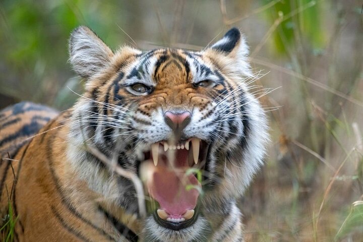 From Jaipur: 2 Days Private Tour of Ranthanbore Tigers Safari