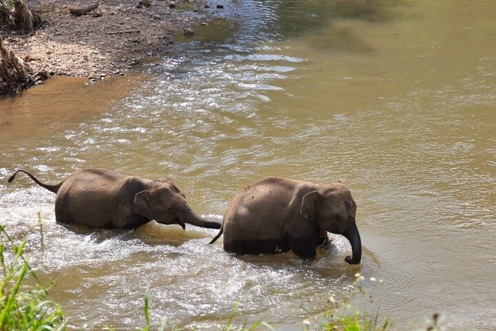 3-in-1: Doi Inthanon Tour, Elephant Sanctuary, and Trekking Trail