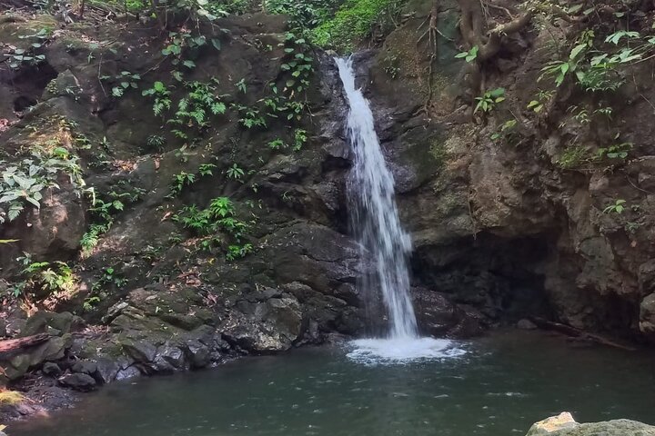 4 Hour Private Guided Tour in Osa Jungle