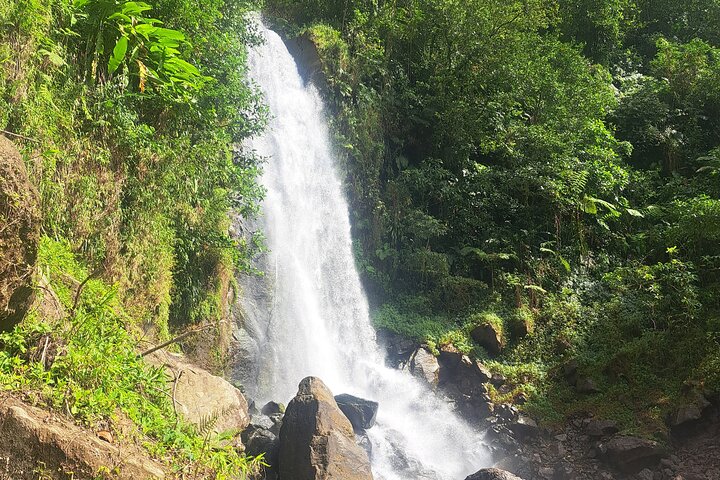Scenic Tour of City and Rainforest, Waterfall, Sulphur Springs .