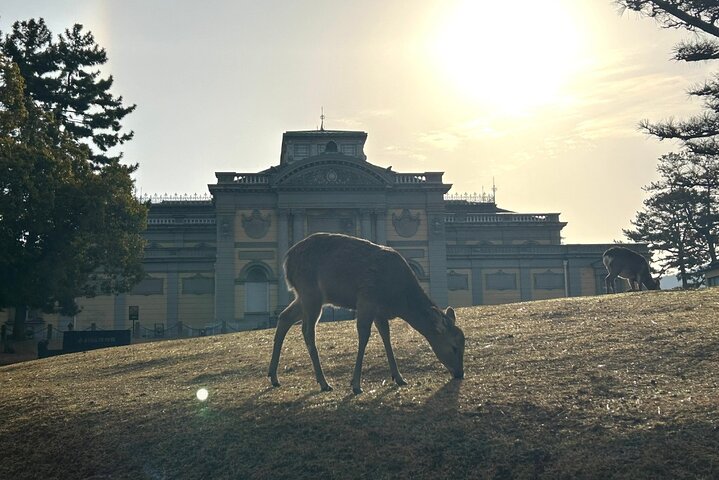 Nara Early Morning Tour Kyoto or Osaka Departure Available