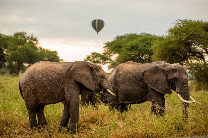 Balloon Safari & Bush Breakfast in Serengeti - Miracle Experience