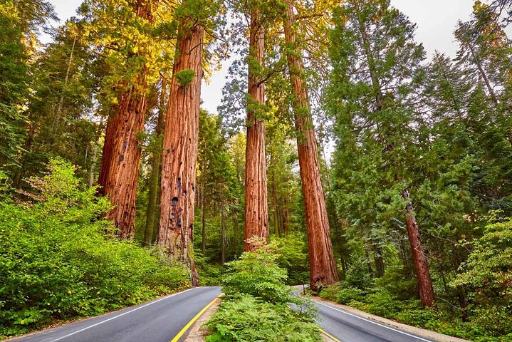 Giant Sequoia Private Tour