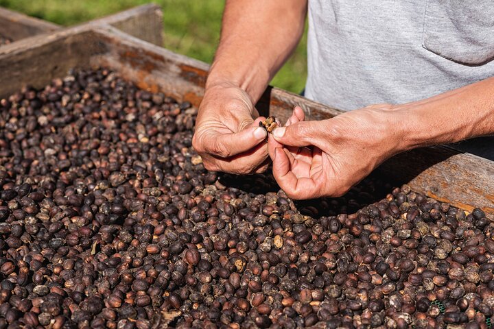 Authentic experience of Coffee, Cane and Caco inside the forest