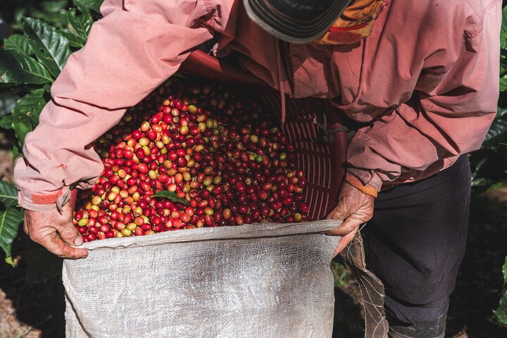 Authentic experience of Coffee, Cane and Caco inside the forest