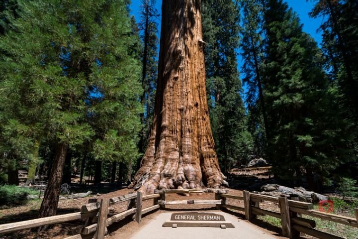 Self-Guided Audio Driving Tour in Sequoia and Kings Canyon