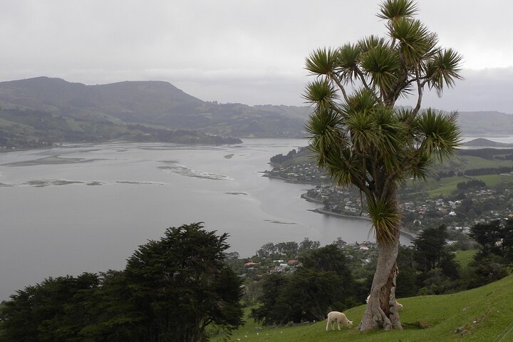 Otago Peninsula Tour and Larnach Castle City Sights (min 4 )