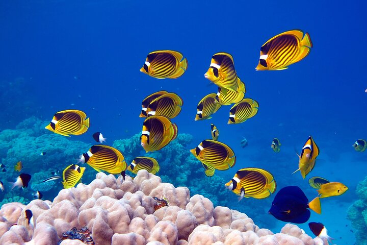 Ras Mohammed & White Island: Snorkel, Optional Dive & Lunch