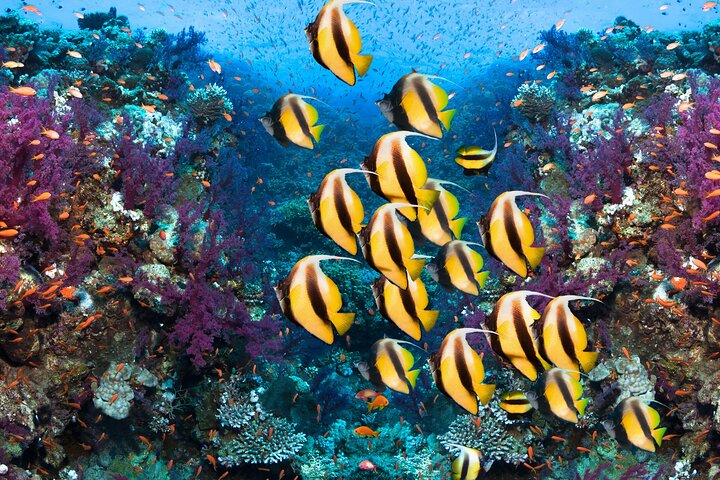 Ras Mohammed & White Island: Snorkel, Optional Dive & Lunch
