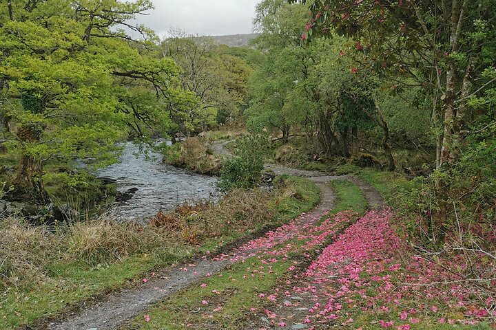 Guided Tour The Ring of Kerry, Skellig Ring and Valencia Island