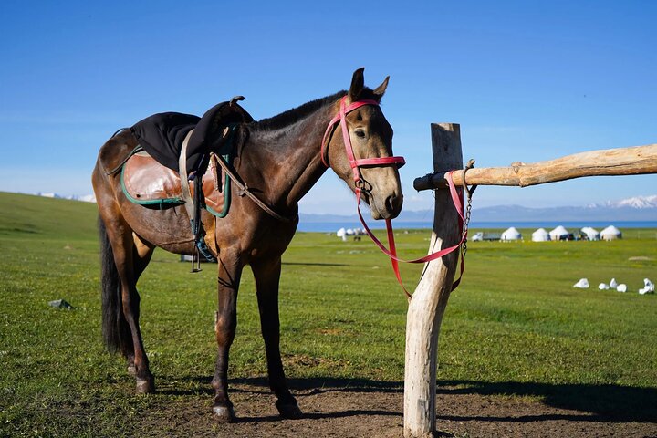 3 Day Horse Tracking to Song Kul Small Group Tour