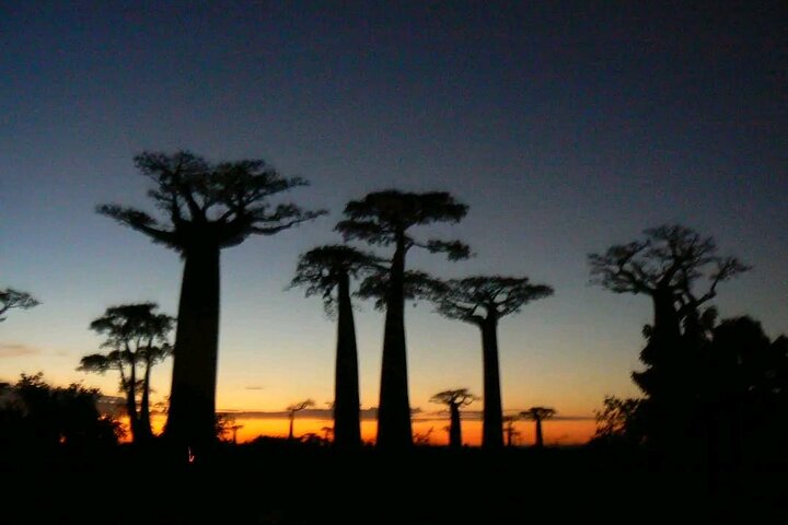 Morondava, Tsingy and Baobabs Tour - 4 days