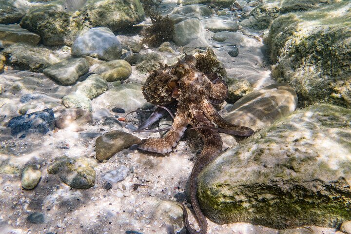 Guided snorkeling route in the Strait Natural Park