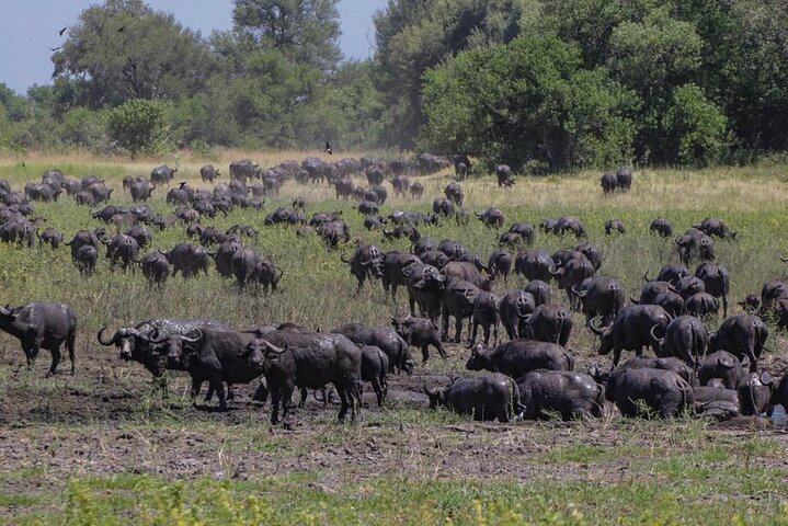 Moremi Full Day Trip From Maun