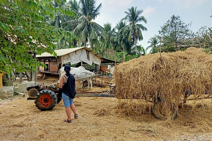 AfternoonTour.Bamboo train.killing cave with Secret bat cave