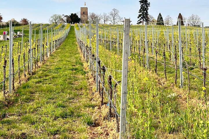 Rhine Valley Wine Tasting Tour from Frankfurt and Mainz