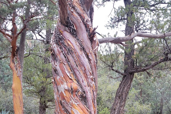 Sedona Vortex Odyssey - A Spiritual & Scientific Adventure