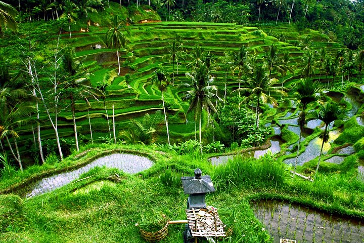 Ubud Top Attractions: Waterfalls, Temples and Rice Terraces