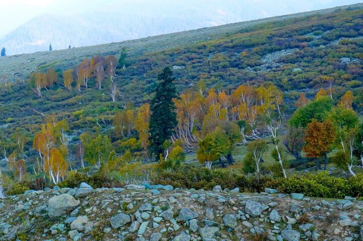 Gulmarg Adventure: A Thrilling Day Trip from Srinagar
