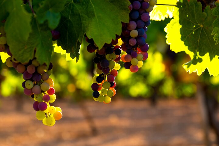 Healdsburg 6 Hour Wine Tour with Luxury SUV - Seats up to 4