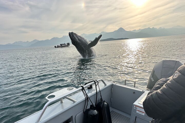 Alaska Whale Watching Cruise: 3 Hours on the Water