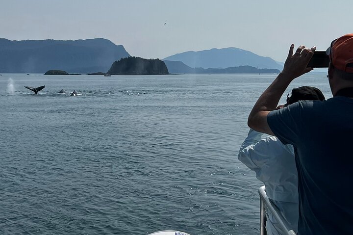 Alaska Whale Watching Cruise: 3 Hours on the Water