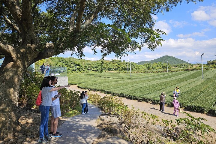 Jeju Shore Excursion for Cruise Passengers: UNESCO & Highlights